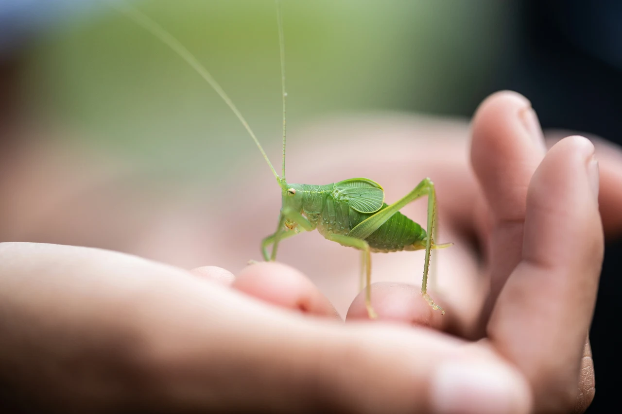 Soluzioni per tenere lontani gli insetti in casa: i suggerimenti di un biologo Soluzioni per tenere lontani gli insetti in casa: i suggerimenti di un biologo