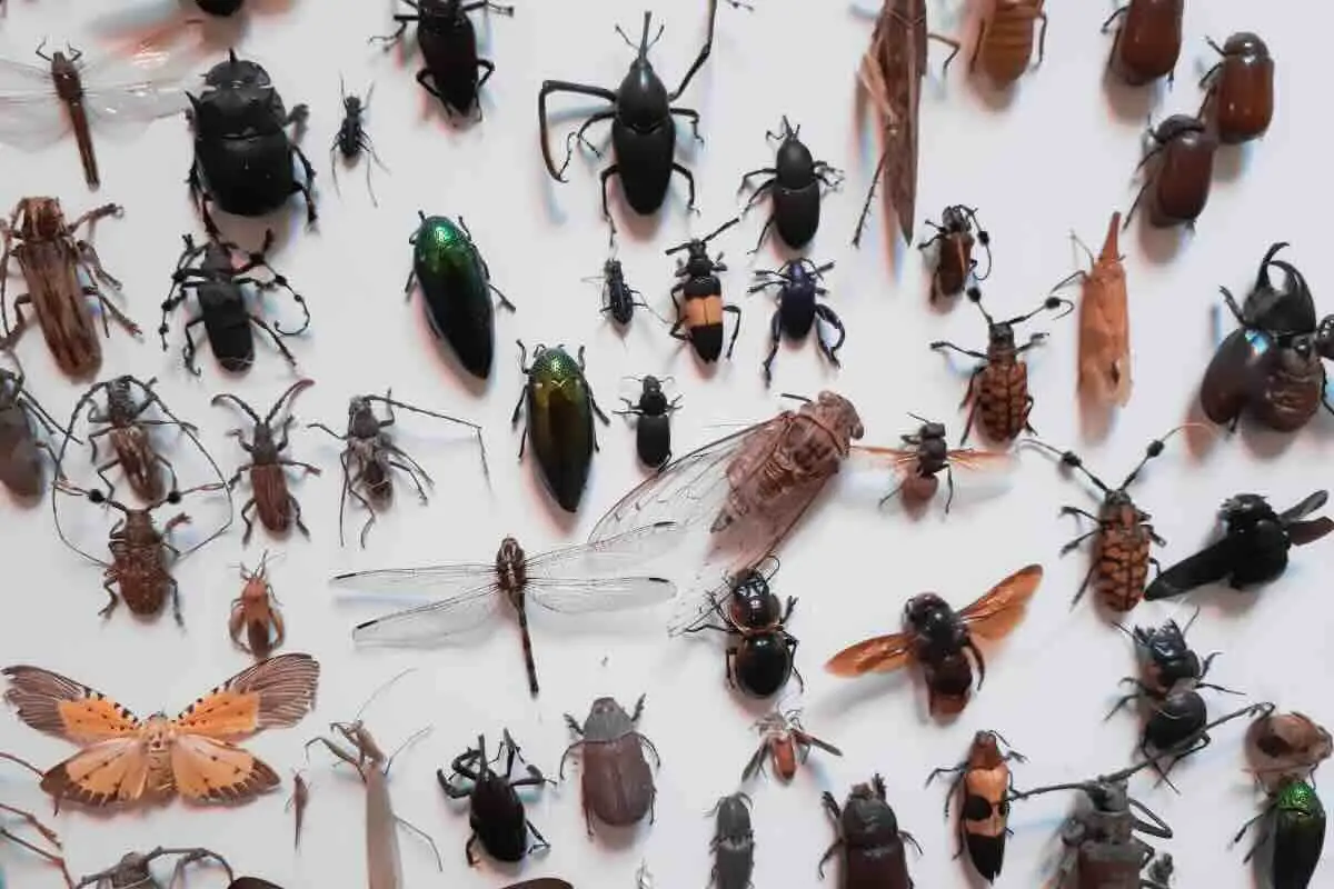 Come prevenire l’ingresso degli insetti in casa: la strategia testata dai biologi Come prevenire l’ingresso degli insetti in casa: la strategia testata dai biologi