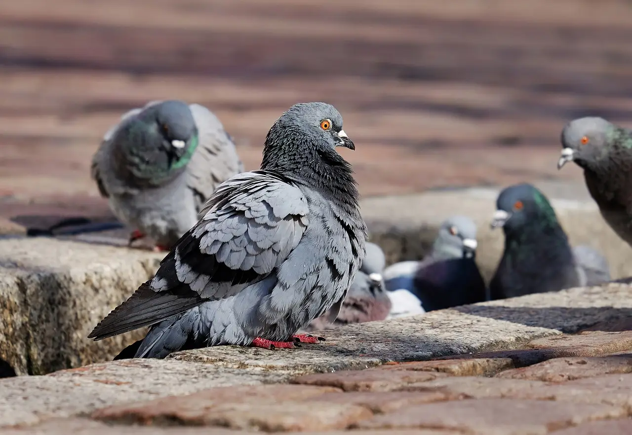 Basta piccioni sul balcone: il rimedio fai-da-te più semplice di sempre Basta piccioni sul balcone: il rimedio fai-da-te più semplice di sempre