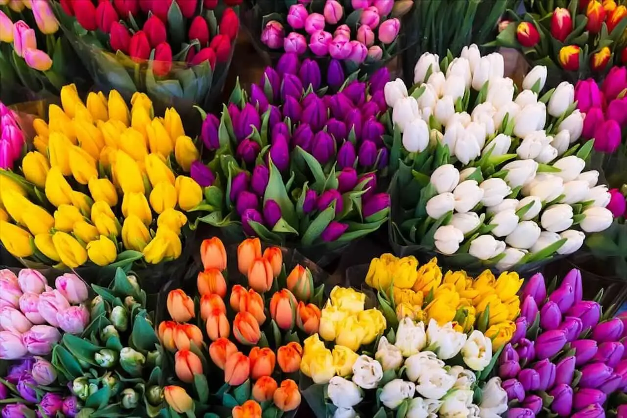 Come mantenere freschi i fiori recisi più a lungo in estate: il trucco del fiorista per giugno Come mantenere freschi i fiori recisi più a lungo in estate: il trucco del fiorista per giugno