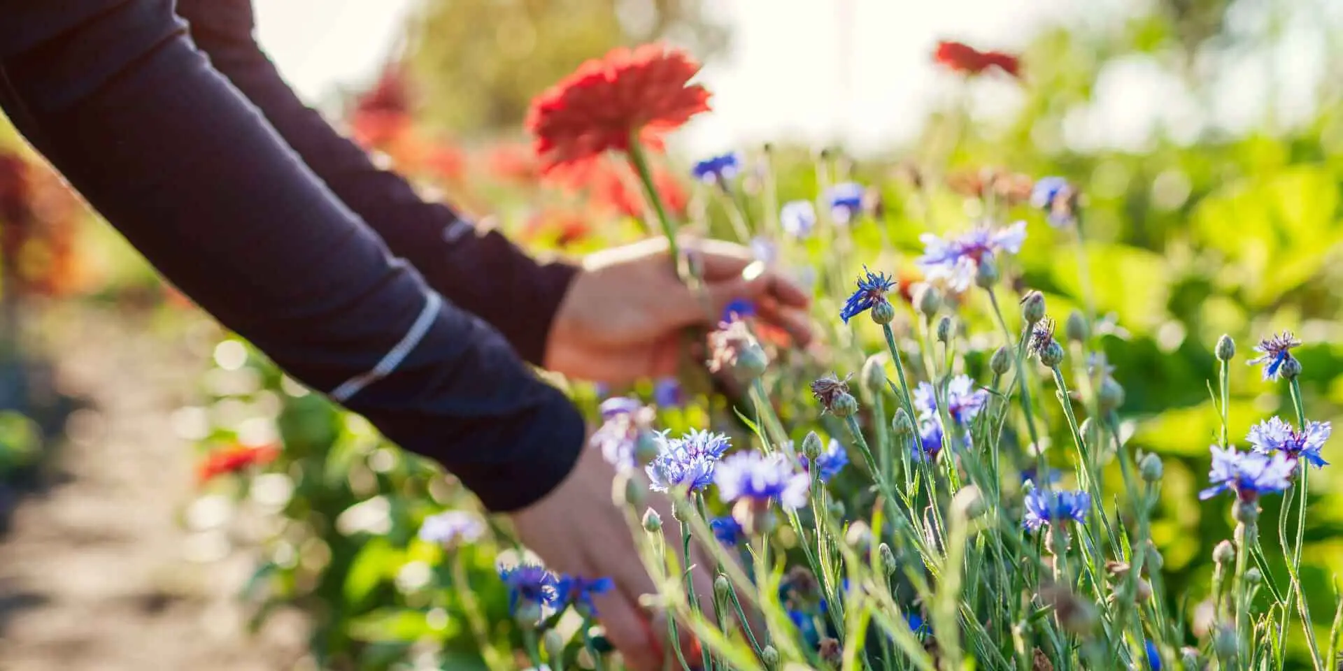 Come mantenere freschi i fiori recisi più a lungo in estate: il trucco del fiorista per giugno Come mantenere freschi i fiori recisi più a lungo in estate: il trucco del fiorista per giugno