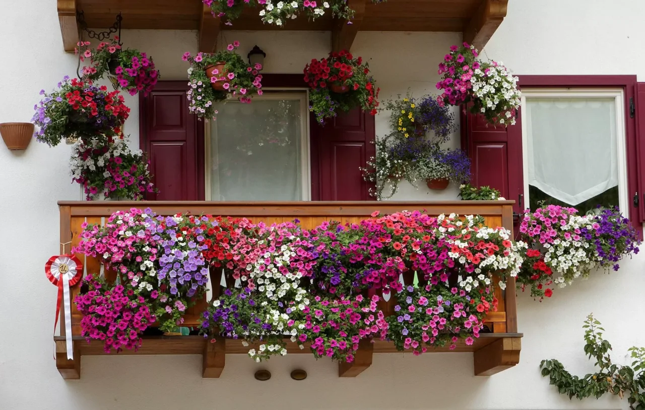 Organizza il balcone per l’estate: le piante che resistono al caldo secondo i vivaisti Organizza il balcone per l’estate: le piante che resistono al caldo secondo i vivaisti